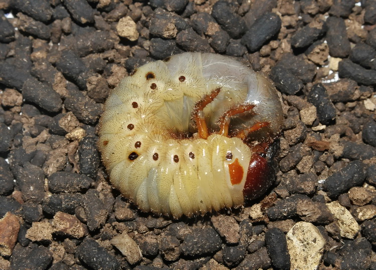 Larva misteriosa... Oryctes nasicornis